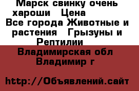 Марск свинку очень хароши › Цена ­ 2 000 - Все города Животные и растения » Грызуны и Рептилии   . Владимирская обл.,Владимир г.